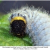 musch tessellum larva5c